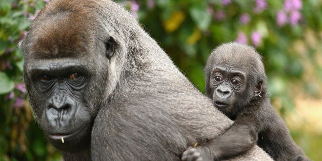 SYDNEY, AUSTRALIA - MAY 19: Gorilla baby Mjukuu, who was born in 2014, is seen with his mother Mbeli as another yet to be named baby is seen on display at Taronga Zoo on May 19, 2015 in Sydney, Australia. The newest baby gorilla was born to Western-lowland Gorilla Frala and Silverback, Kibali and at this stage the sex is yet to be determined. (Photo by Mark Kolbe/Getty Images)