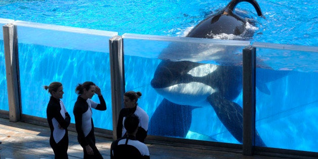 FILE - In this Monday, March 7, 2011, file photo, killer whale Tilikum, right, watches as SeaWorld Orlando trainers take a br