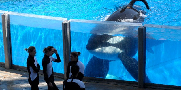 FILE - In this Monday, March 7, 2011, file photo, killer whale Tilikum, right, watches as SeaWorld Orlando trainers take a break during a training session at the theme park's Shamu Stadium in Orlando, Fla. SeaWorld is ending its practice of killer whale breeding following years of controversy over keeping orcas in captivity. The company announced Thursday, March 17, 2016, that the breeding program will end immediately. (AP Photo/Phelan M. Ebenhack, File)