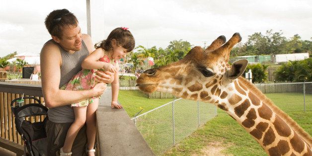 Father holding daughter (2-3) up to see giraffe