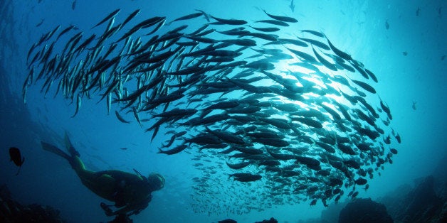 Black Striped Salema fish (Xenocys jessiae) in shoal, low angle view