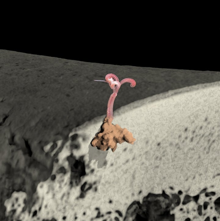 Osedax, 'Zombie' Worm, Evidence Found In Mediterranean HuffPost Impact