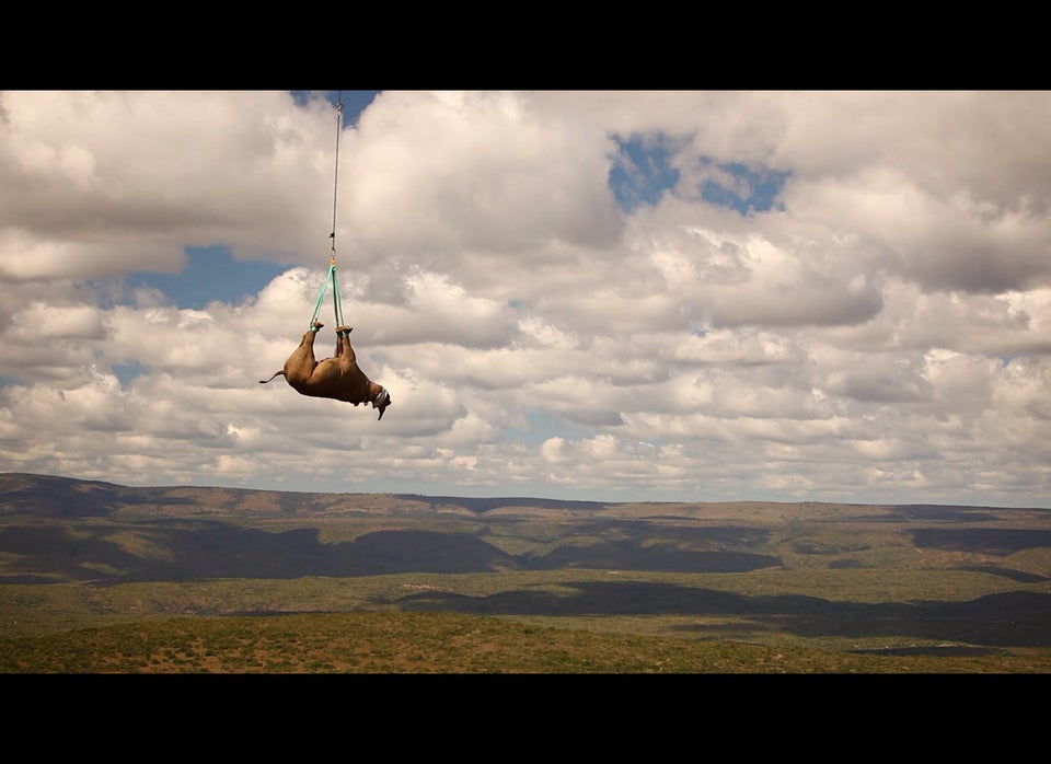 Black Rhino Given A New Home