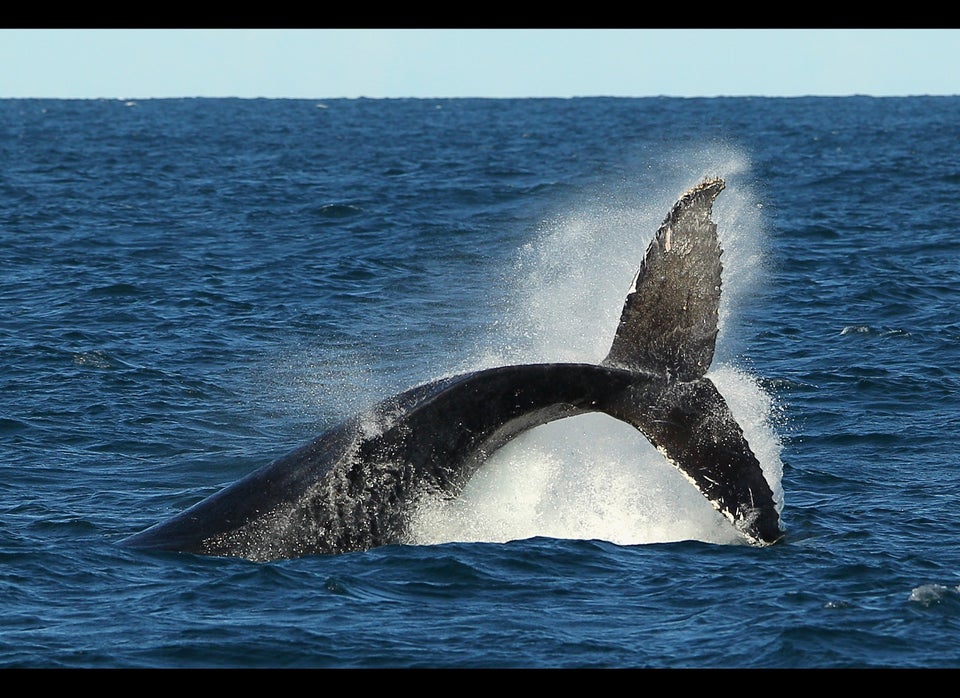 Malnutrition, ship strikes likely cause of spate of whale strandings