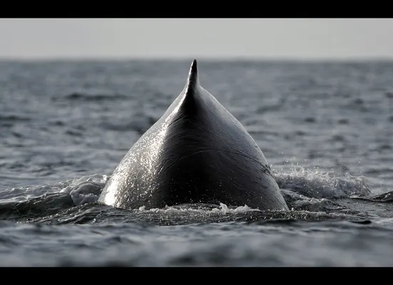 Malnutrition, ship strikes likely cause of spate of whale strandings