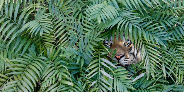 Tiger peering through dense forest