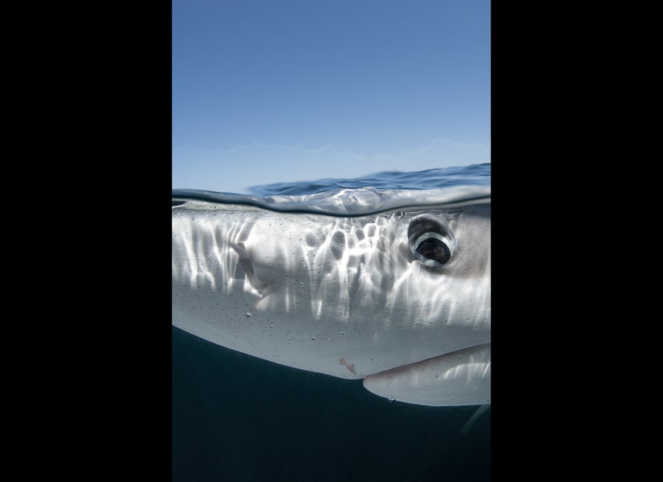 Blue Shark Surprise