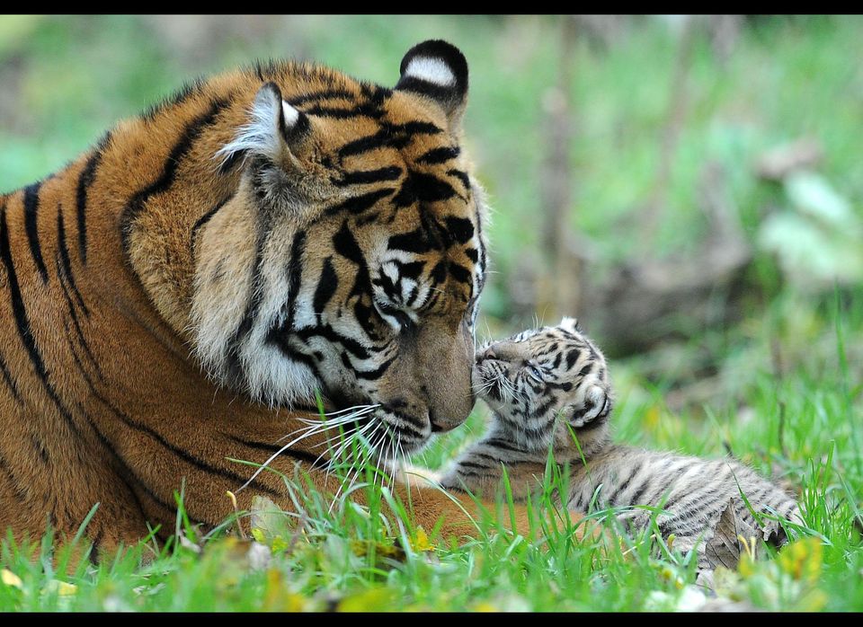 Tiger Cub