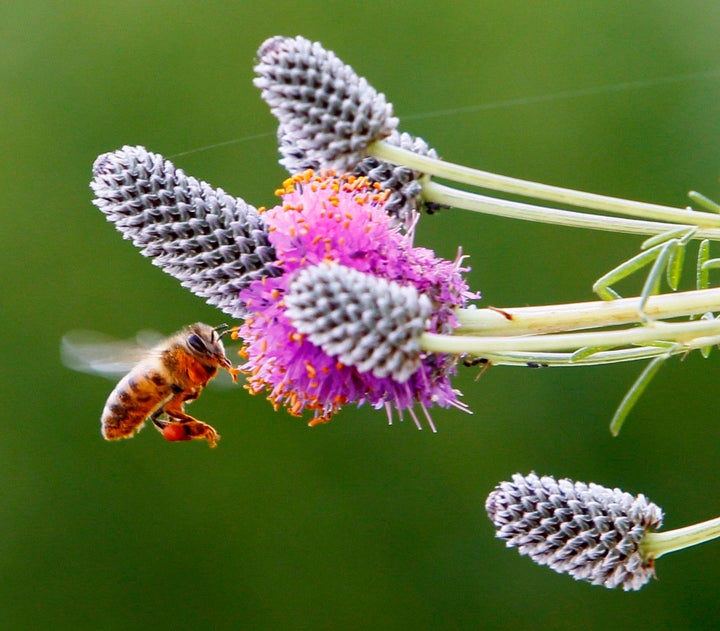 Bees and Flowers Active Honey Bees on Honeycomb Cotton Fabric