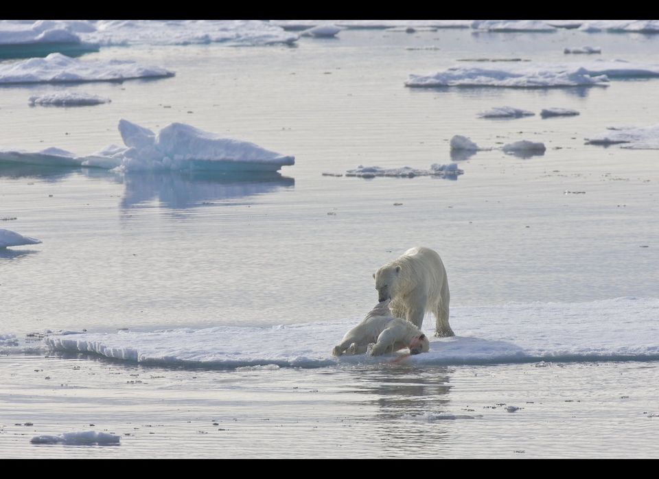 Polar bears' desperate struggle to find food in a melting Arctic, Climate