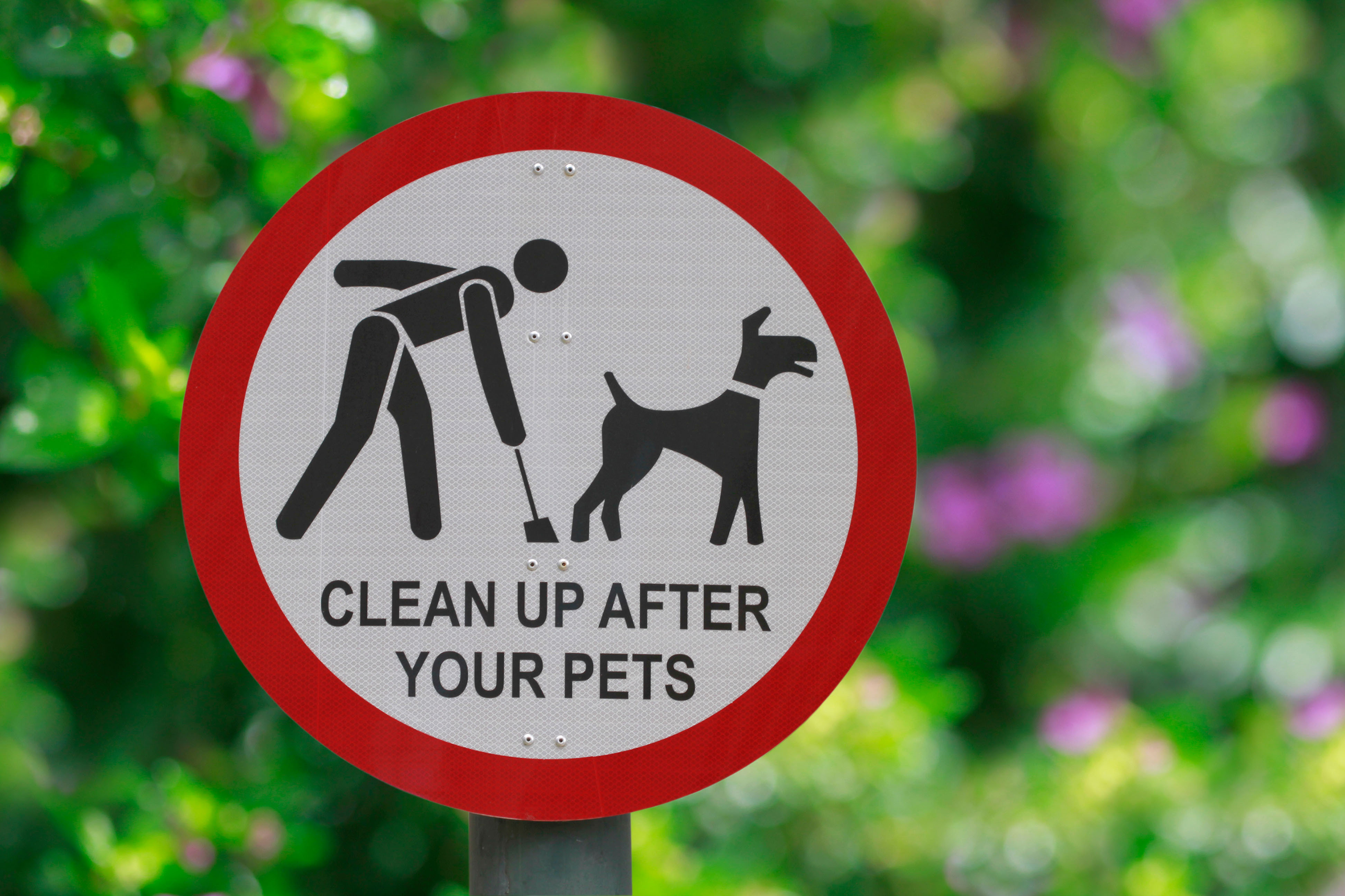 yard dog poop clean up