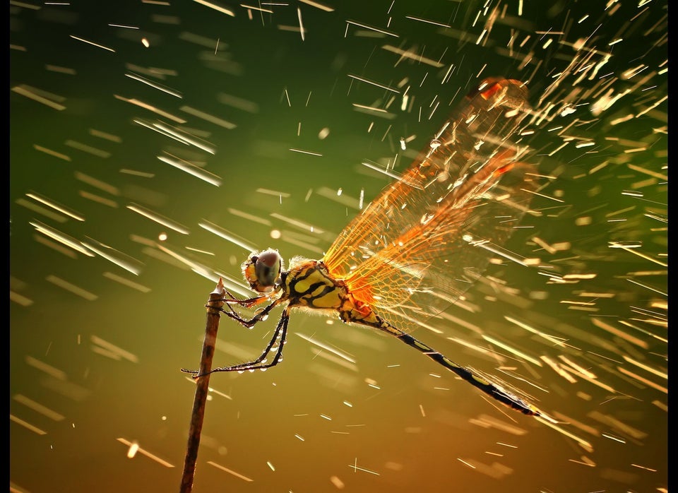 Grand Prize Winner and Nature Category Winner