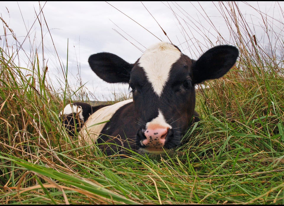 Tweed The Calf