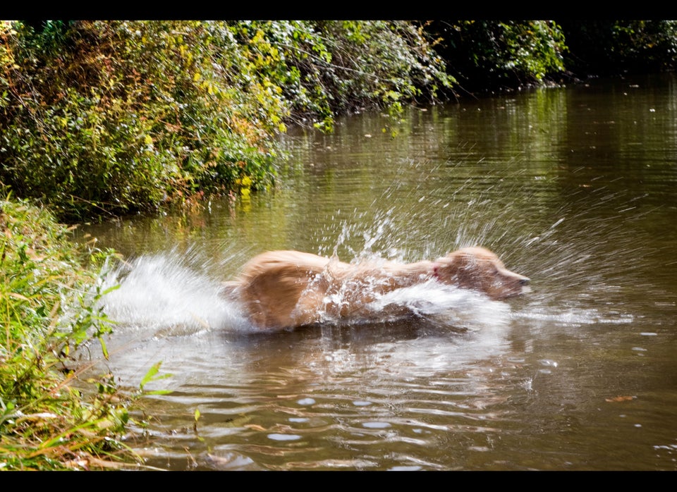 Dogs Over The Bridge