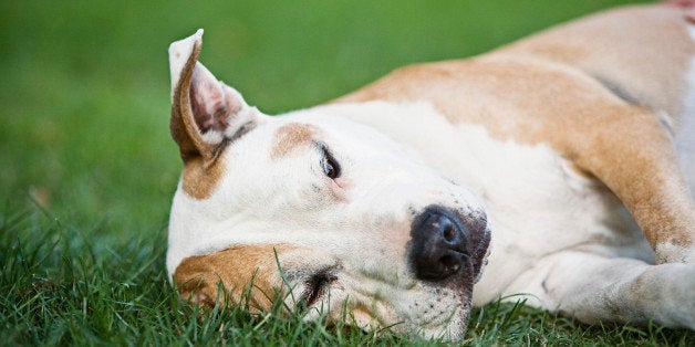 Older Pit Bull resting on grass