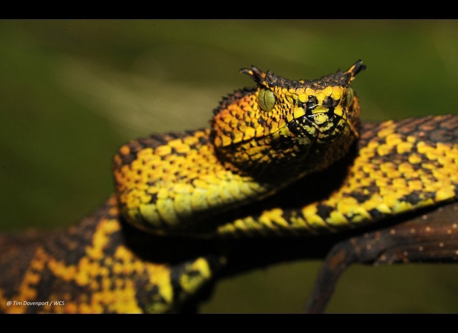 Matilda's Horned Viper