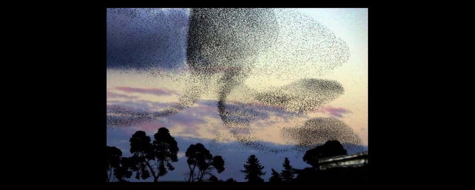 Starlings