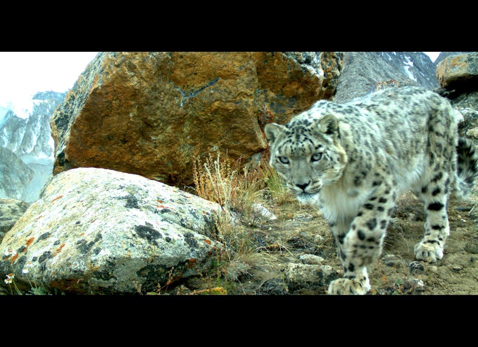 Snow Leopard