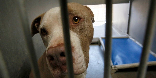 One of the pit bull seized by authorities housed in Los Angeles County Animal Shelter in Lancaster. DNA testing is being done
