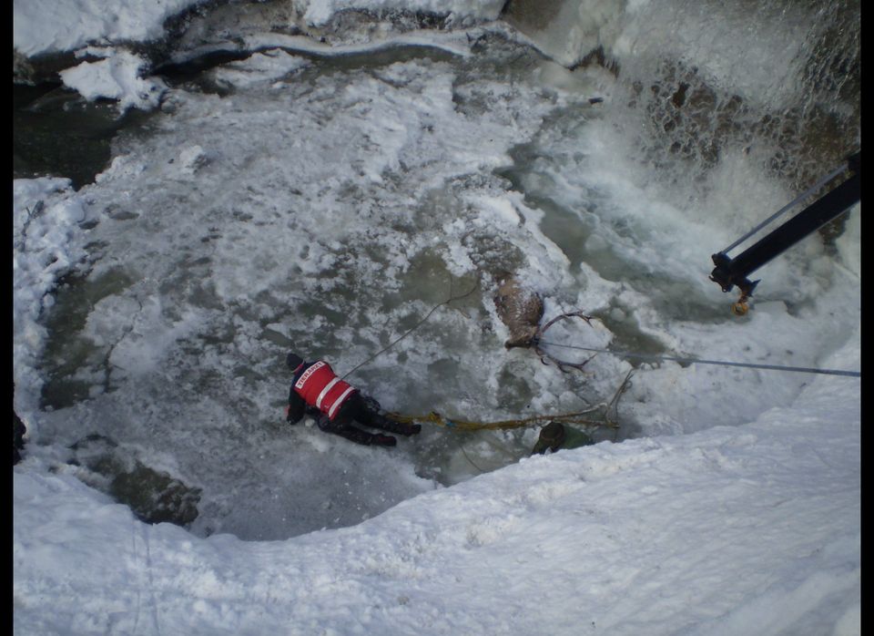 Stag Rescued From Icy Waters