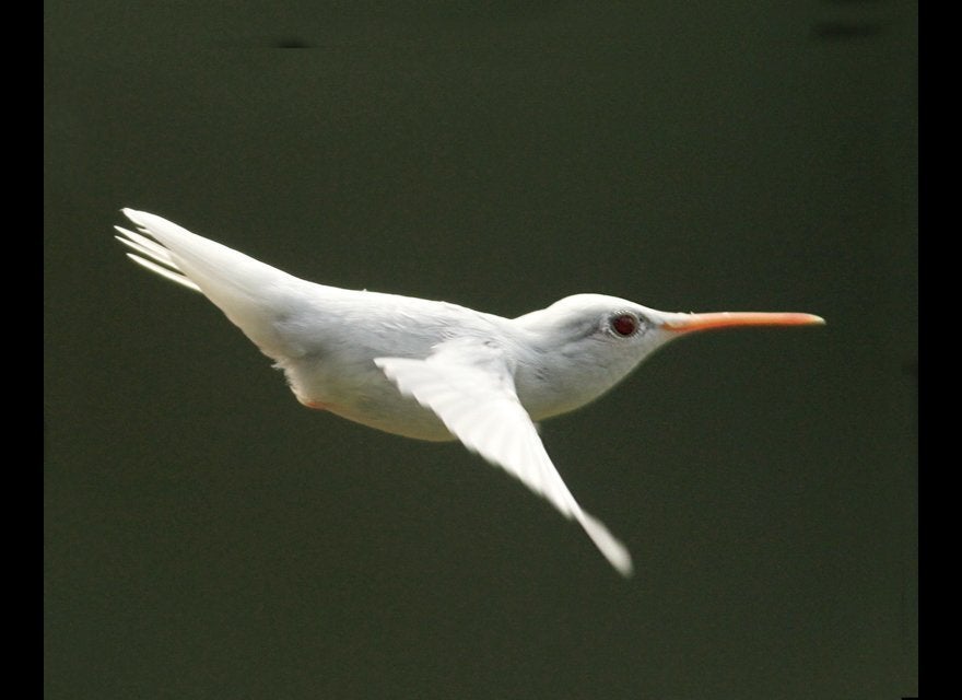 Albino Ruby-Throated Hummingbird