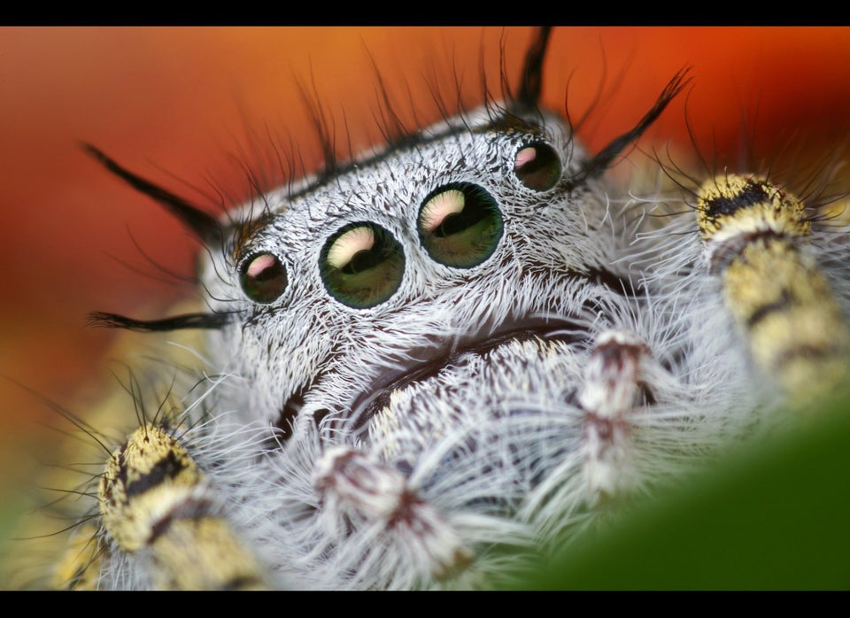 Phidippus Mystaceus Jumping Spider