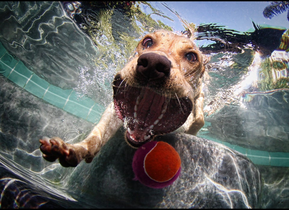 Underwater Photos Of Dogs