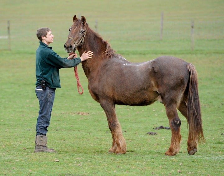 Shayne, 51, World's Oldest Horse? (PHOTO) HuffPost Impact