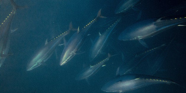 BARBATE, SPAIN - JUNE 03: Bluefin tunas are seen swimming around the fishermen's nets during the end of the Almadraba tuna f