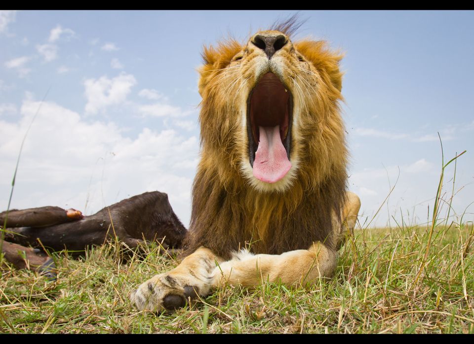 Beetlecam Gets Up Close And Personal With Lions In Kenya