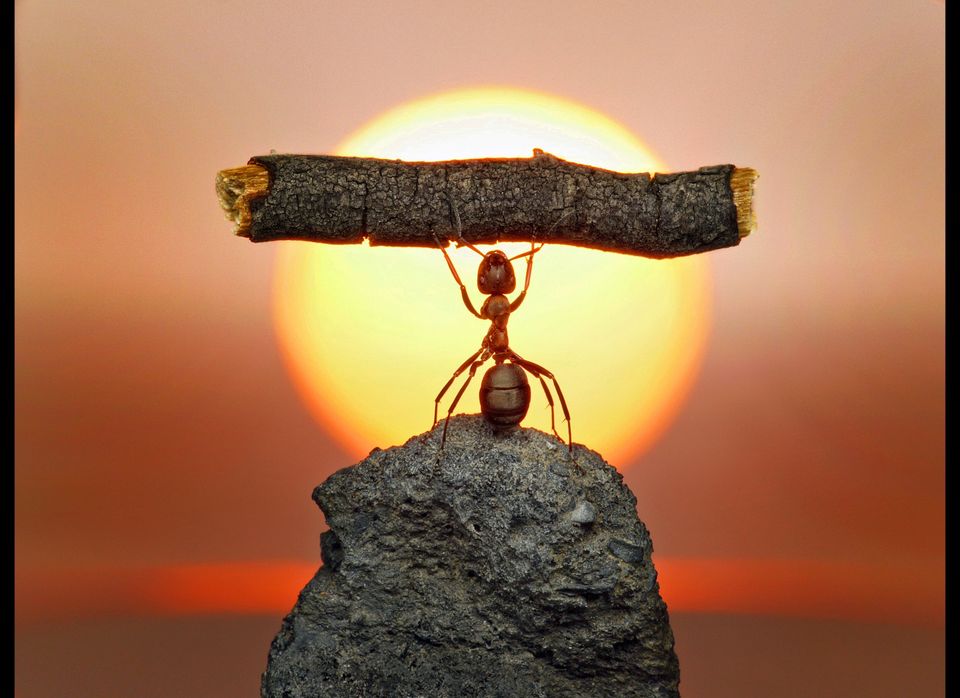 The Fantasy World Of Ants