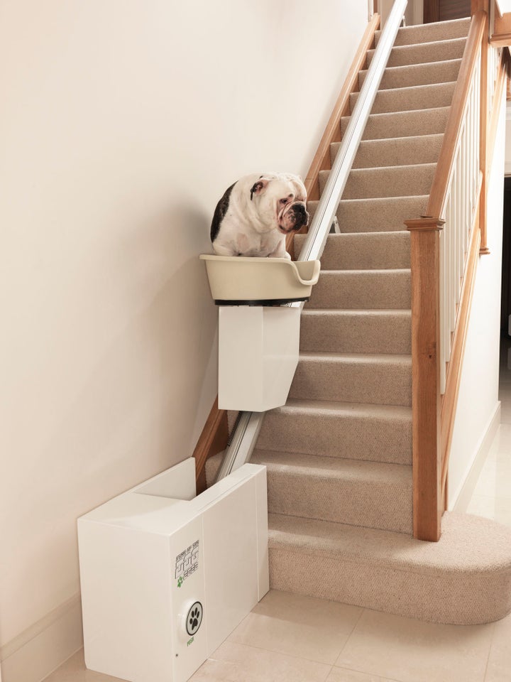 stair-elevator-for-pets-could-give-obese-dogs-a-lift-huffpost