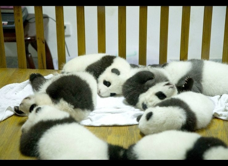 Baby Panda Adoption At Center Of New World Wildlife Fund Program ...