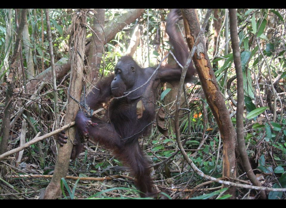 Trapped Orangutan Chews Off Hand