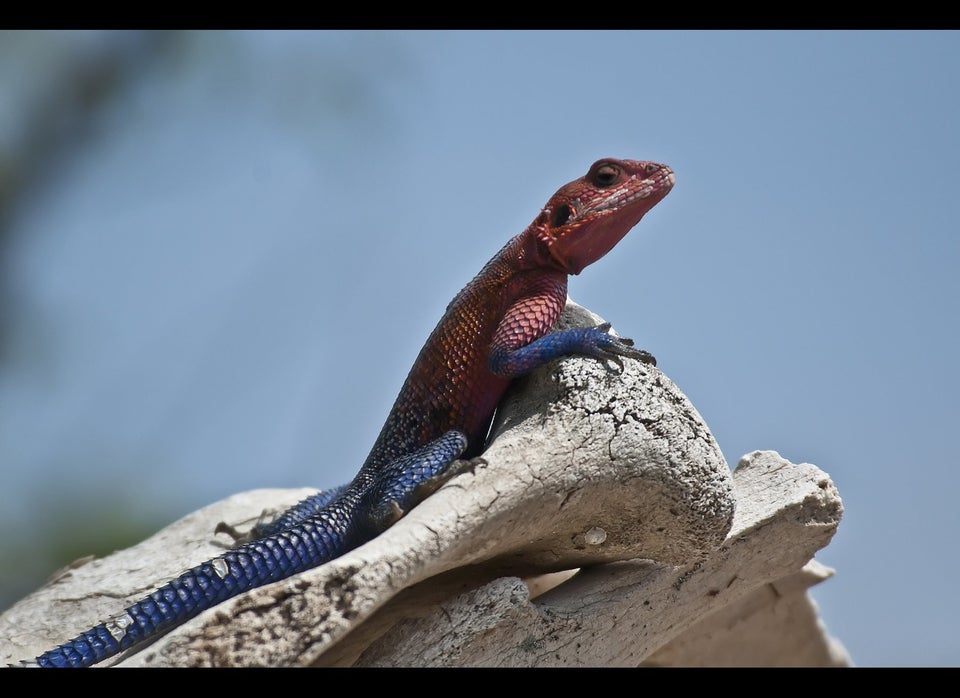 Outbreak strain of Salmonella traced to pet bearded dragons; 25 states  involved