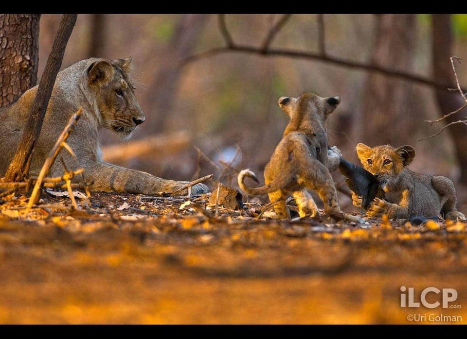 Playful Cubs