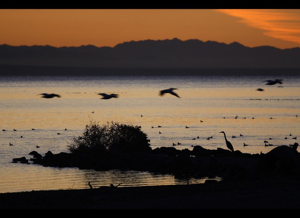 Vanishing Oasis: California's Salton Sea
