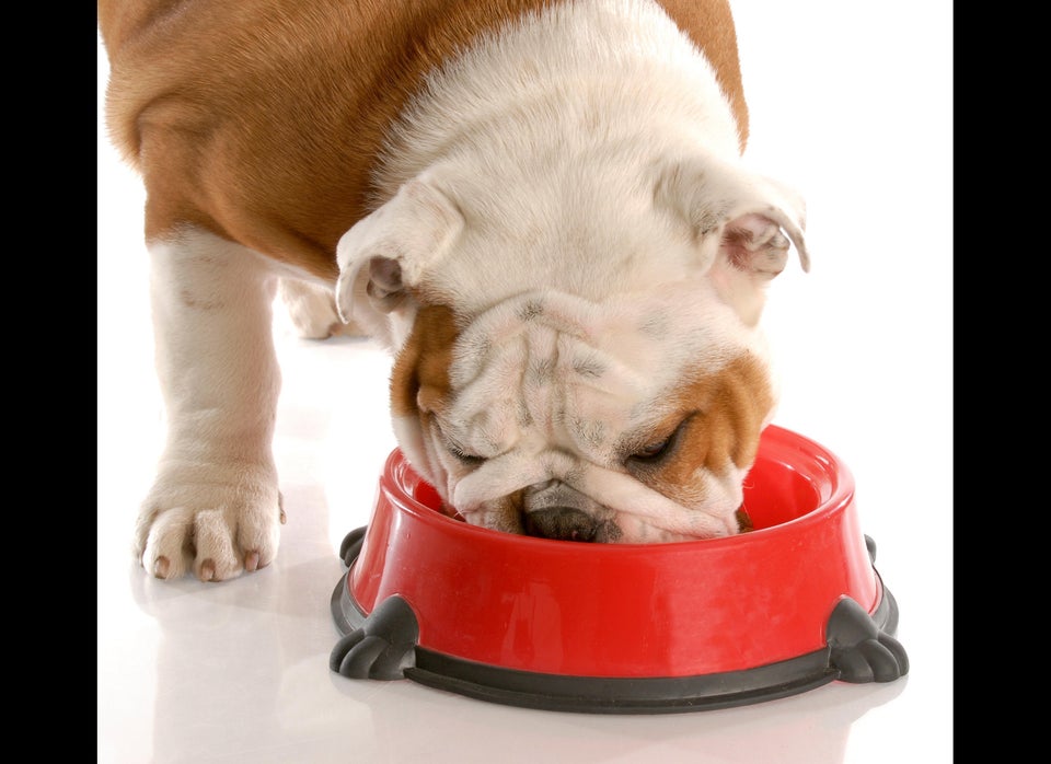 Separate Pets During Mealtime