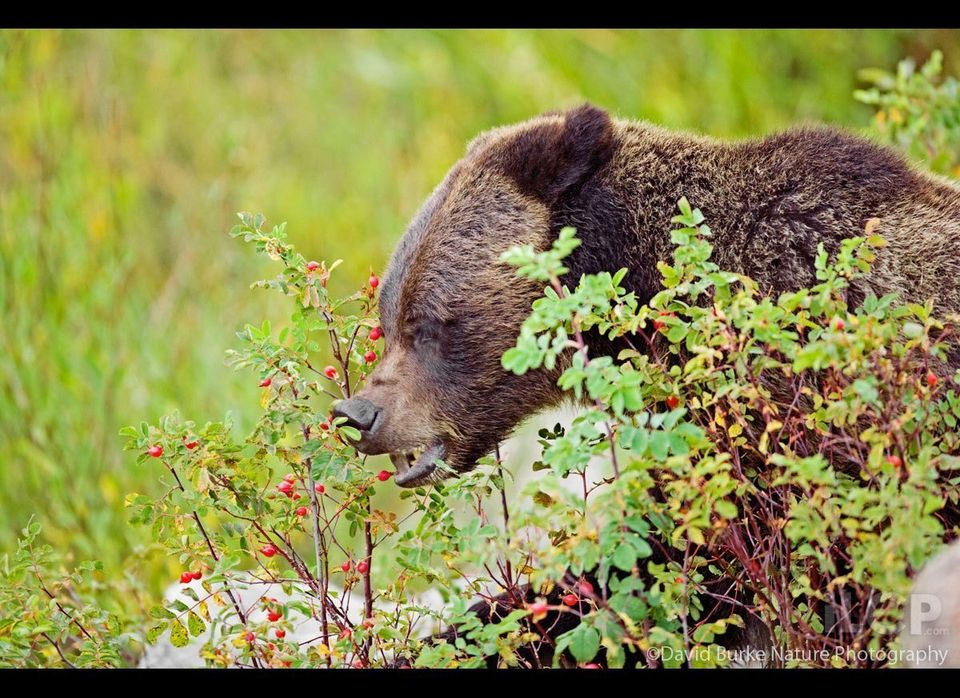 Grizzly Bear Feeding On Rose Hips