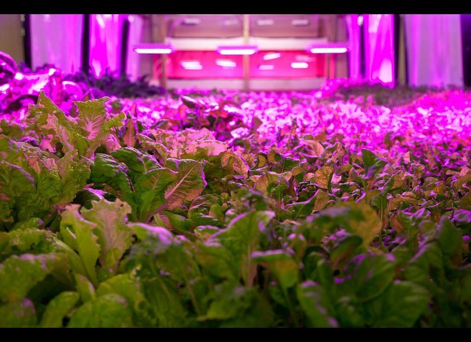 Hydroponic Garden Under UV Light