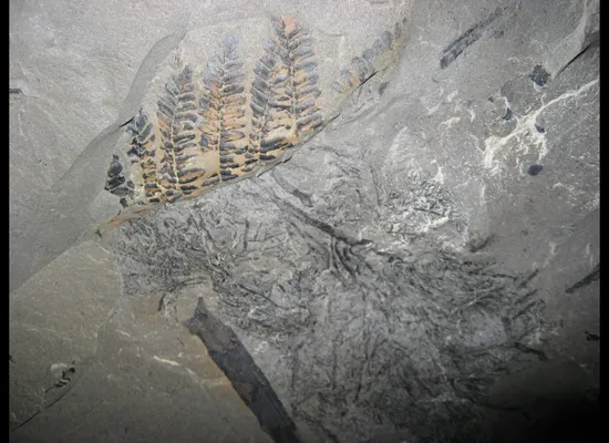 Underground Fossil Forest in Illinois Offers Clues on Climate