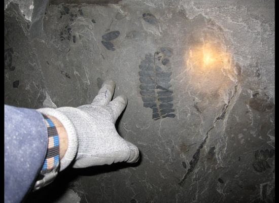 Springfield Coal Fossil Forest Is Largest Ever Discovered (PHOTOS)