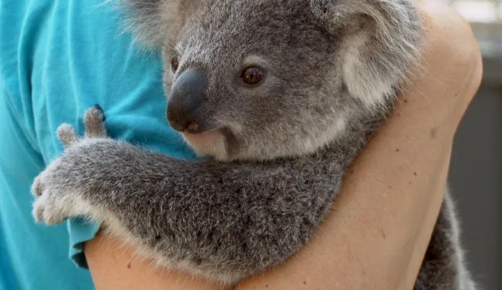 Cute koalas have become 'urban refugees