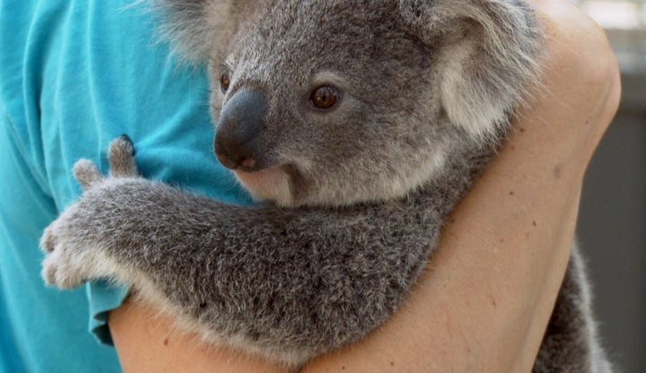 Koalas are endangered now, and climate change is a big reason why