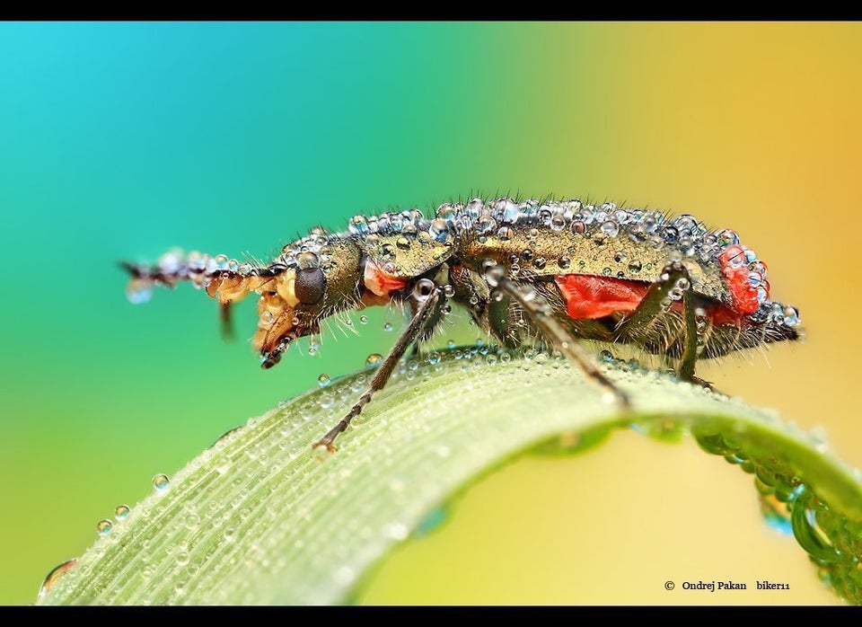 Dew-Soaked Bugs Are 'Small Monsters' In Ondrej Pakan's Macro Photo ...