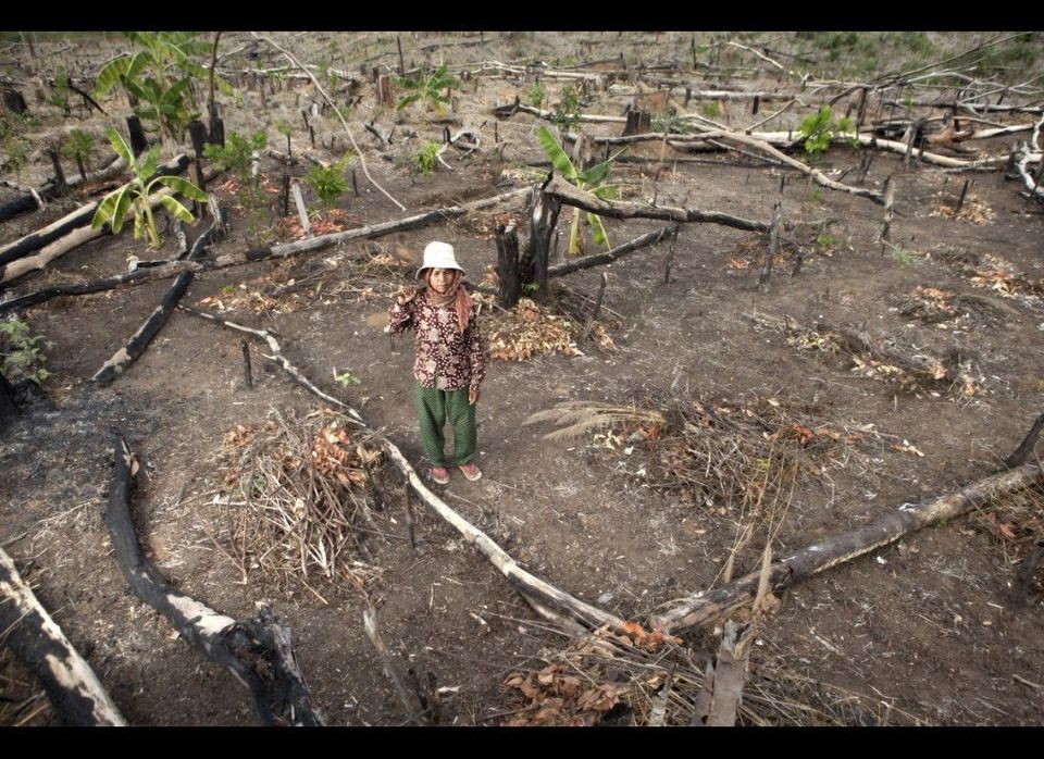 Prey Lang: A Forest on the Brink of Destruction