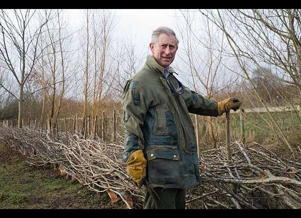 The Prince of Wales hedgelaying on his Home Farm Estate. 