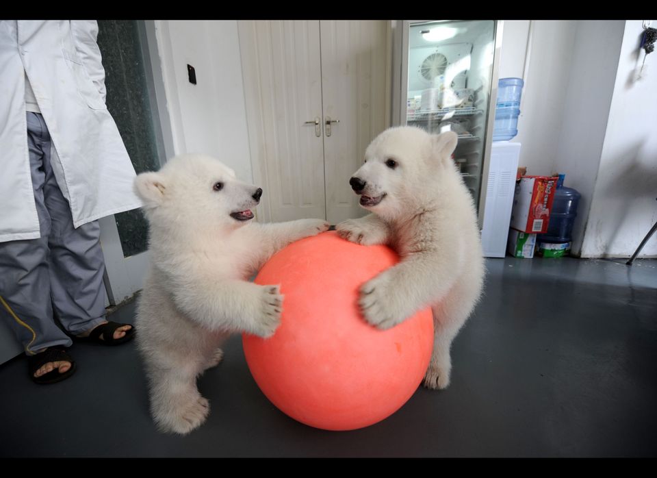 China Polar Bear Twins