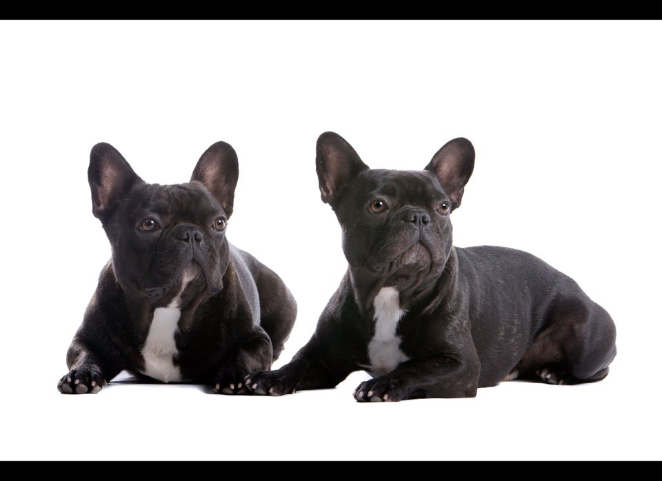 #5 French Bulldogs