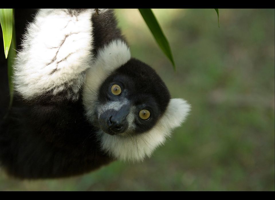 (Varecia Variegata) Black-And-White Ruffed Lemur